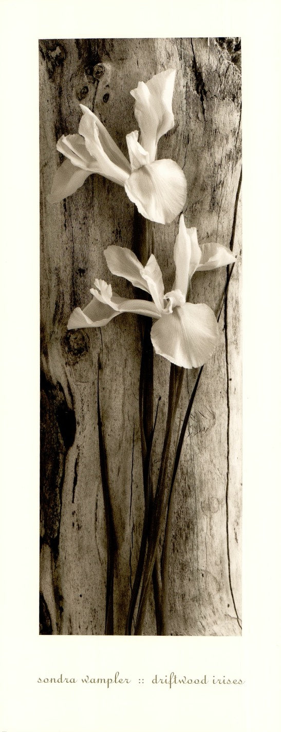 Driftwood Irises by Sondra Wampler - 8 X 20 Inches (Art Print)