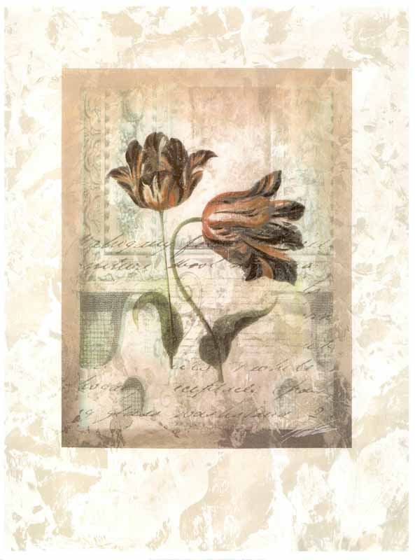 Botanical Tulips I by John Butler - 19 X 25 Inches (Art Print)