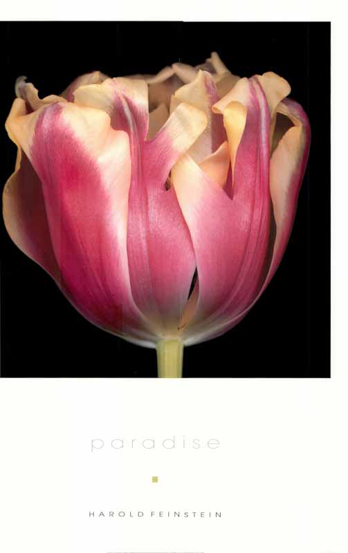 Paradise by Harold Feinstein - 26 X 36 Inches (Art Print)