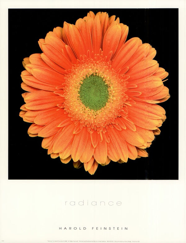 Radiance by Harold Feinstein - 11 X 14 Inches (Art Print)