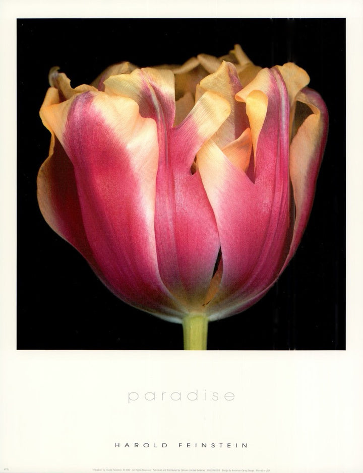 Paradise by Harold Feinstein - 11 X 14 Inches (Art Print)
