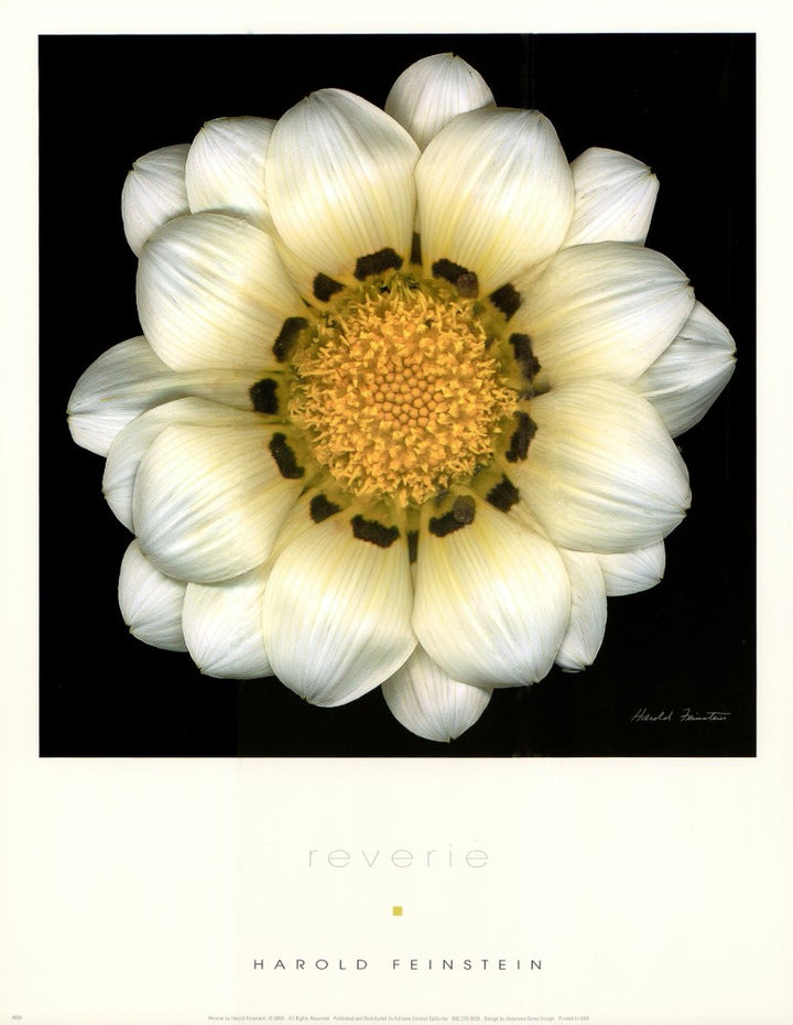 Reverie by Harold Feinstein - 11 X 14 Inches (Art Print)