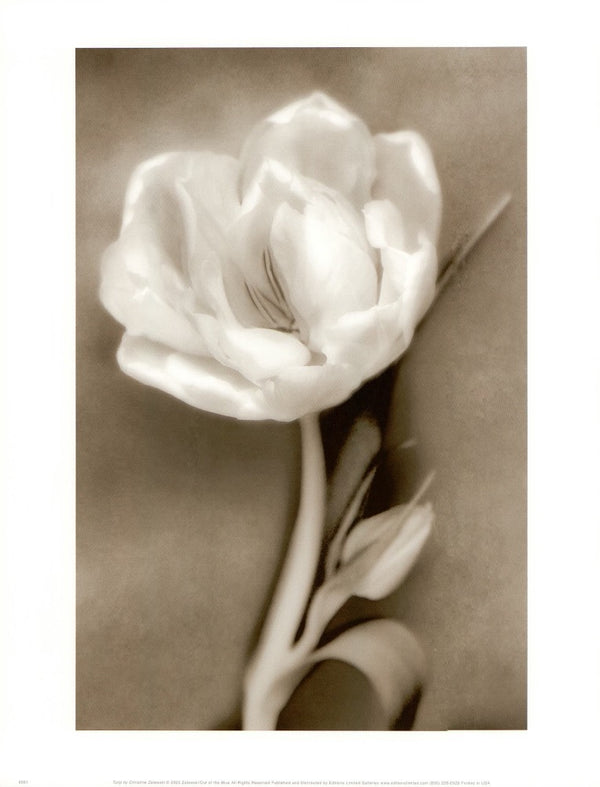 Tulip by Christine Zalewski - 11 X 14 Inches (Art Print)