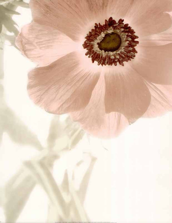 Anemone Radiance by Donna Geissler - 16 X 20 Inches (Art Print)