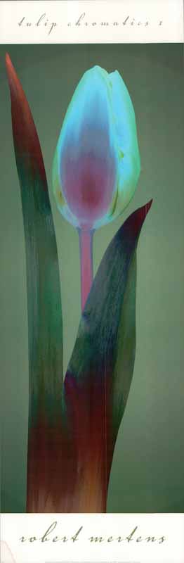 Tulip Chromatics I by Robert Mertens - 12 X 36 Inches (Art Print