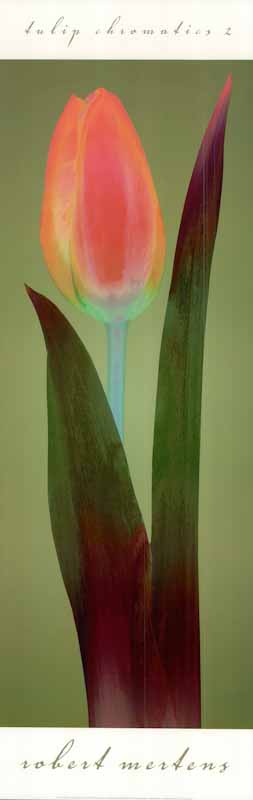Tulip Chromatics II by Robert Mertens - 12 X 36 Inches (Art Print)