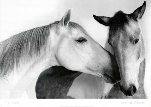 The Nuzzle by Juliet Van Otteren - 26 X 36 Inches (Art Print)