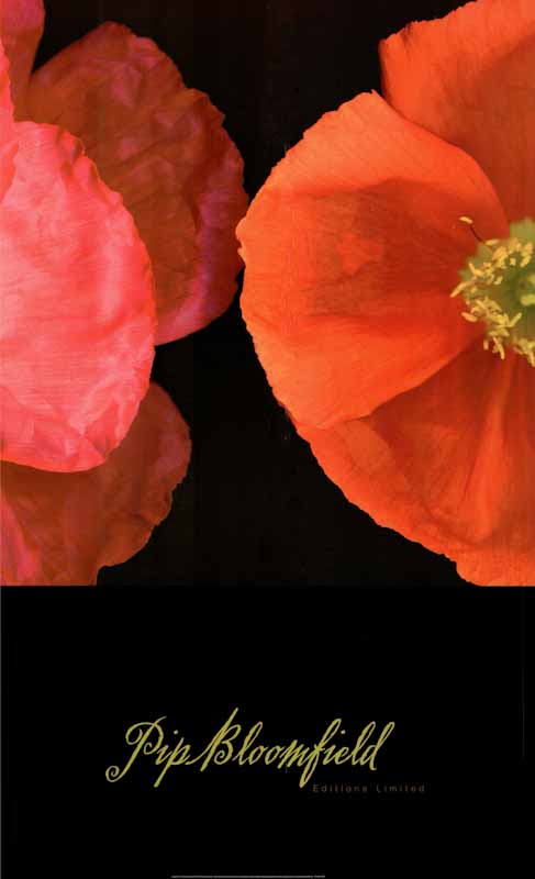 Poppy Duo I by Pip Bloomfield - 24 X 36 Inches (Art Print)