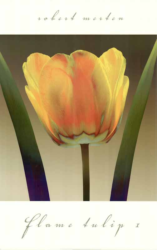 Flame Tulip I by Robert Mertens - 24 X 36 Inches (Art Print)