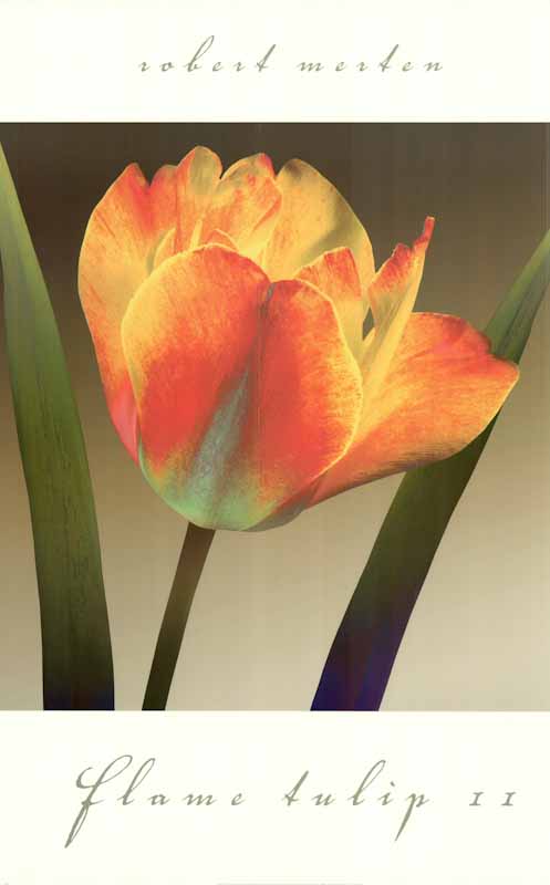 Flame Tulip II by Robert Mertens - 24 X 36 Inches (Art Print)