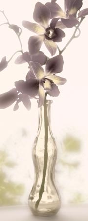 Charming Orchid by Donna Geissler - 8 X 20 Inches (Art Print)