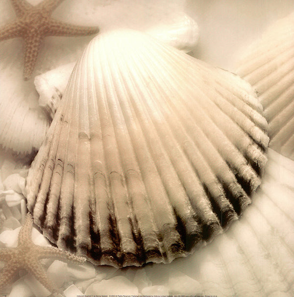 Iridescent Seashell II by Donna Geissler - 12 X 12 Inches (Art Print)