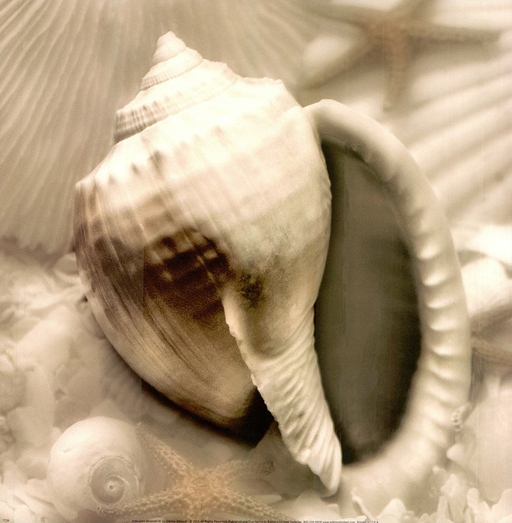 Iridescent Seashell III by Donna Geissler - 12 X 12 Inches (Art Print)