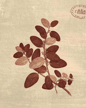 Leaf Study II by Paula Scaletta - 11 X 14 Inches (Art Print)