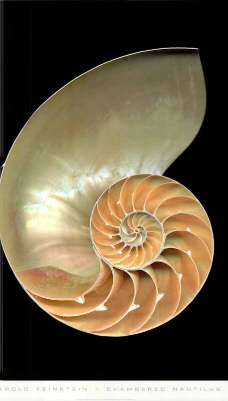 Chambered Nautilus by Harold Feinstein - 24 X 38 Inches (Art Print)