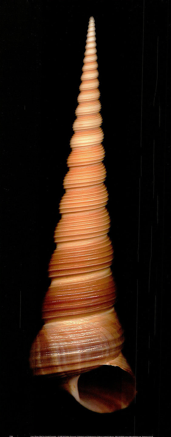 Ligar Screw Shell by Harold Feinstein - 8 X 20 Inches (Art Print)