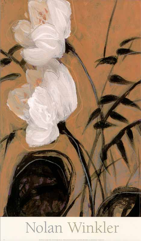 White Blossom I by Nolan Winkler - 12 X 20 Inches (Art Print)