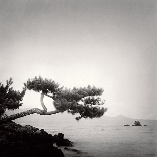 Two Branched Pine, Nakano Umi, Japan by Rolfe Horn - 12 X 12 Inches (Art Print)