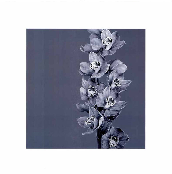 Mauve Orchid 1 - 20 X 20 Inches (Art Print)