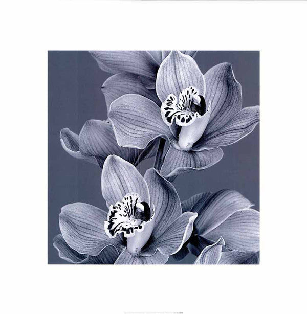 Mauve Orchid 2 - 20 X 20 Inches (Art Print)