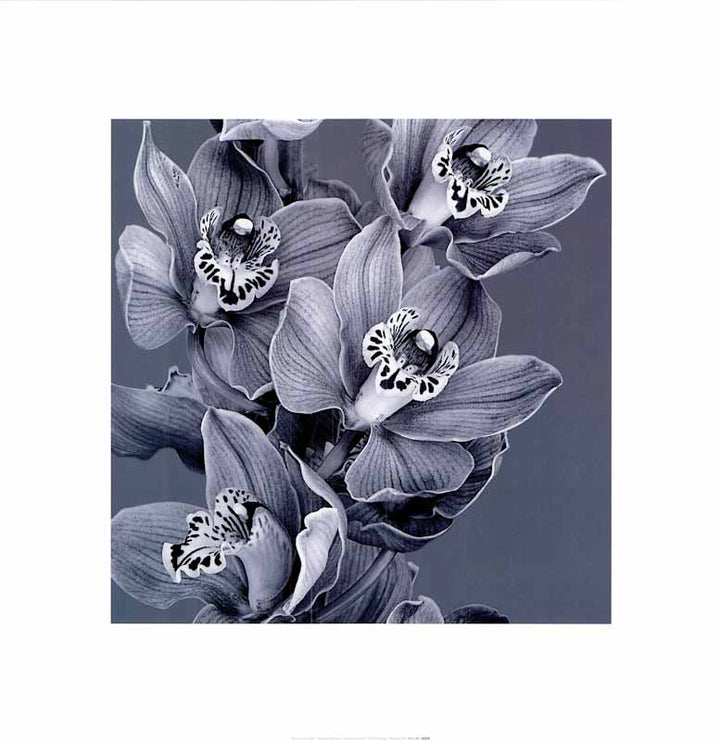 Mauve Orchid 3 - 20 X 20 Inches (Art Print)