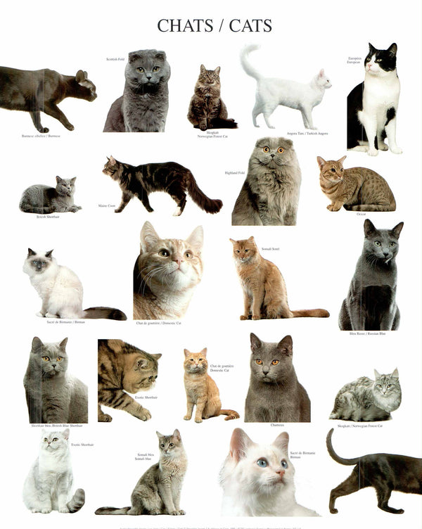 Les Chats, 1999 by Atelier Nouvelles Images - 16 X 20 Inches (Art Print)