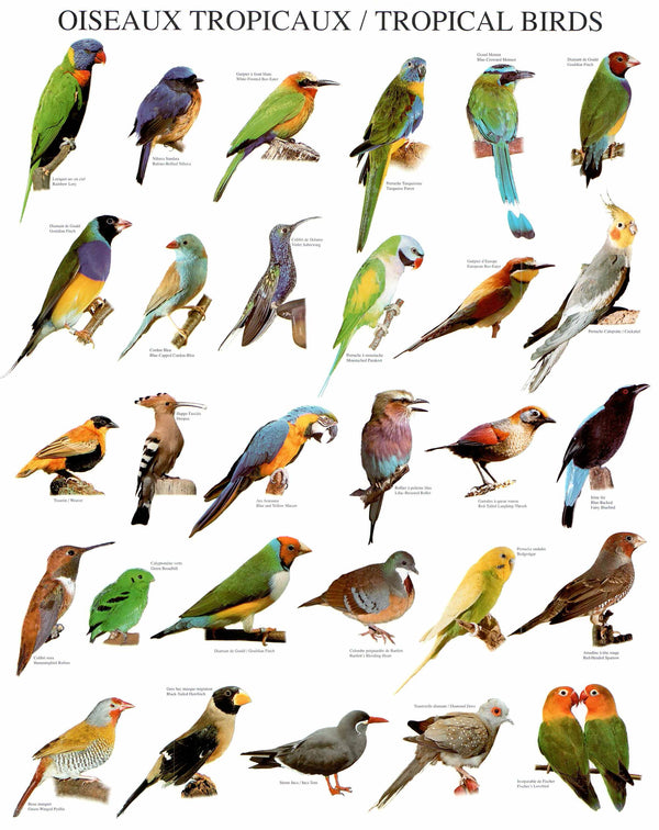 Les Oiseaux Tropicaux, 1999 by Atelier Nouvelles Images - 16 X 20 Inches (Art Print)