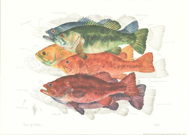 Bass of Color, 1995 by Eileen Klatt - 23 X 32 Inches (Art Print)