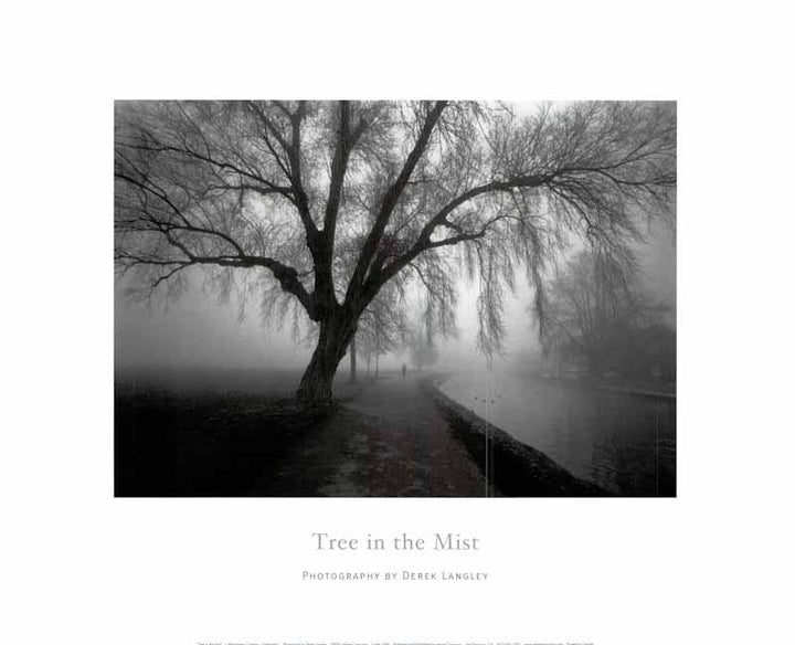 Tree In The Mist by Derek Langley - 16 X 20 Inches (Art Print)