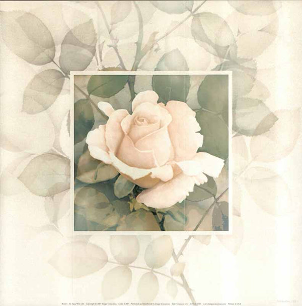 Rose I by Jang Won Lee - 12 X 12 Inches (Art Print)