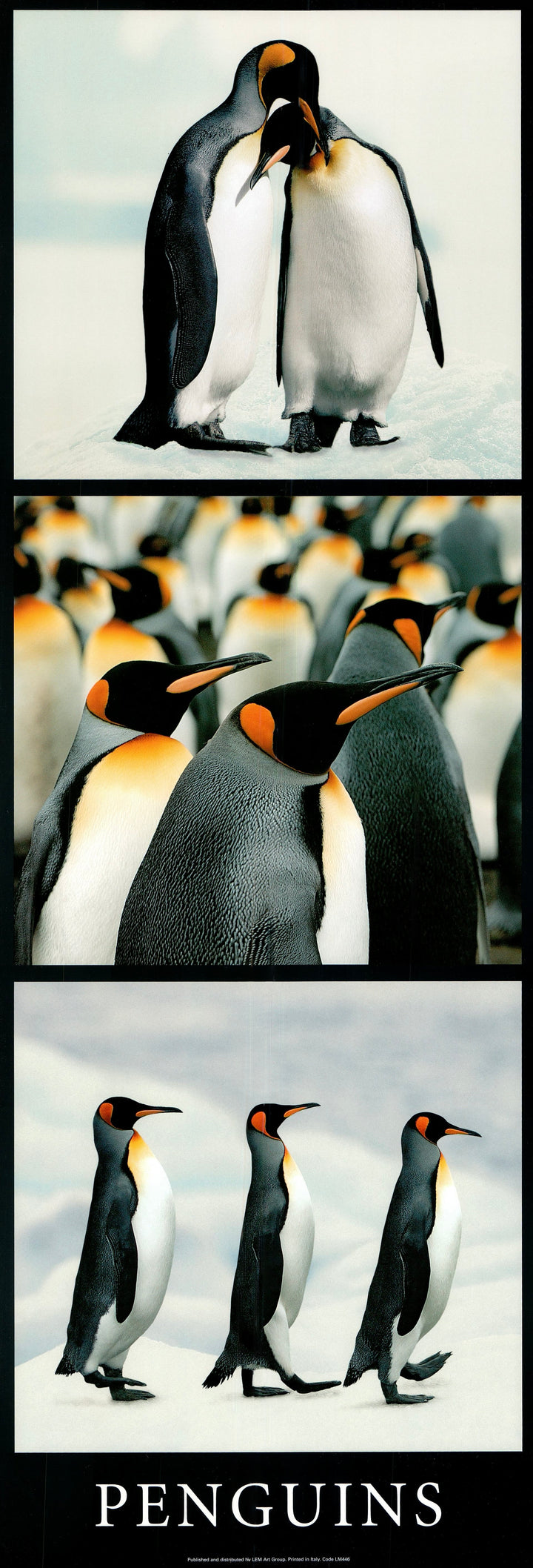 Penguins by Unknown / Annonyme - 13 X 38 Inches (Art Print)