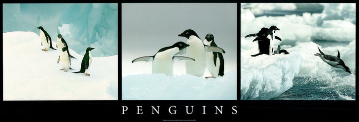 Penguins by Unknown / Annonyme - 13 X 38 Inches (Art Print)