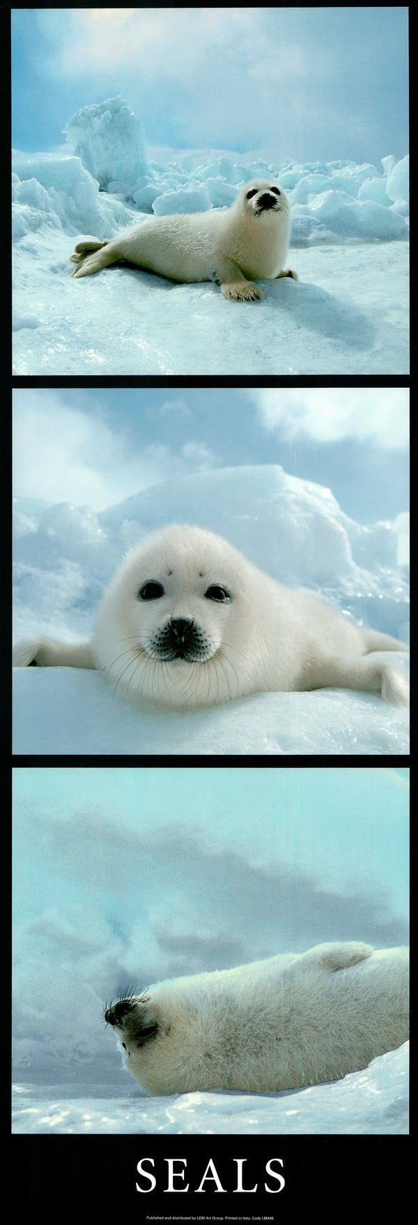 Seals by Unknown / Annonyme - 13 X 38 Inches (Art Print)