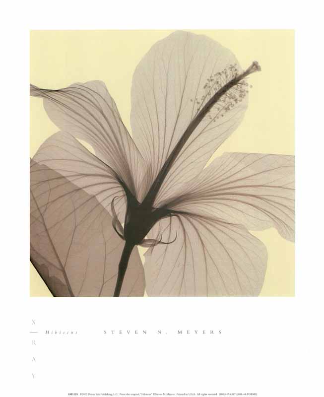 Hibiscus by Steven N. Meyers - 10 X 12 Inches (Art Print)