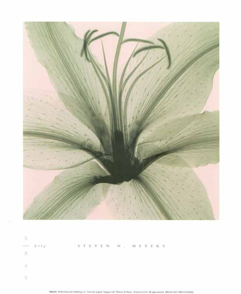 Lily by Steven N. Meyers - 10 X 12 Inches (Art Print) – Artistica