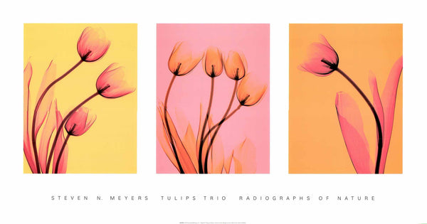 Tulips Trio by Steven N. Meyers - 18 X 34 Inches (Triptych Art Print)