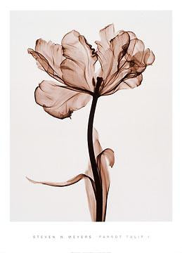 Parrot Tulip I by Steven N. Meyers - 14 X 18 Inches (Art Print)