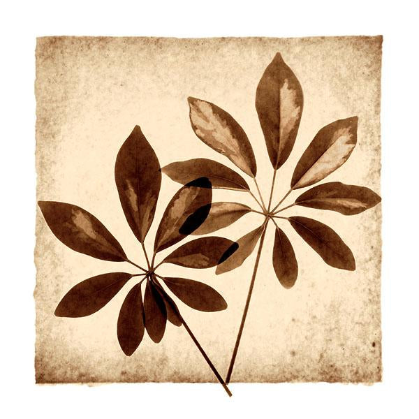 Cassava Leaves by Michael Mandolfo - 12 X 12 Inches (Art Print)