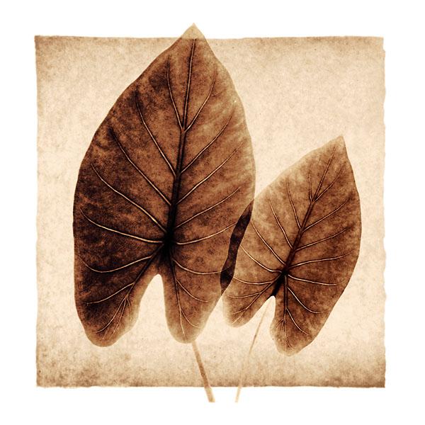 Taro Leaves by Michael Mandolfo - 12 X 12Inches (Art Print)