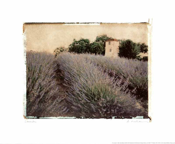 Lavender, 1999 by Amy Mellous - 14 X 17 Inches (Art Print)