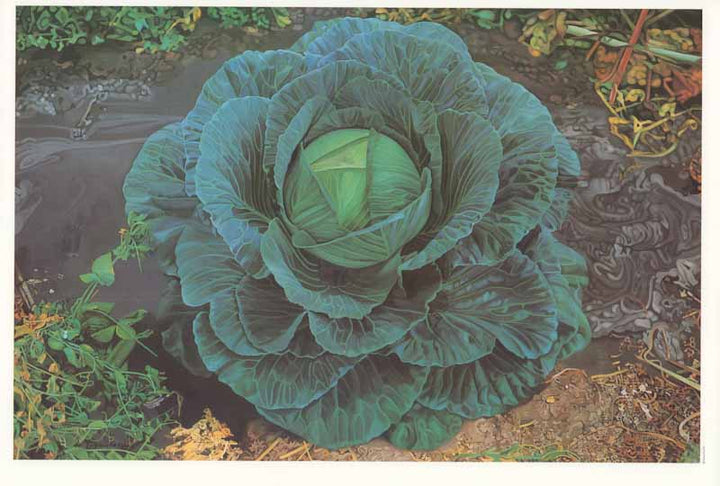 Cabbage, 1974 by Dulcie Foo Fat - 11 X 16 Inches (Art Print)