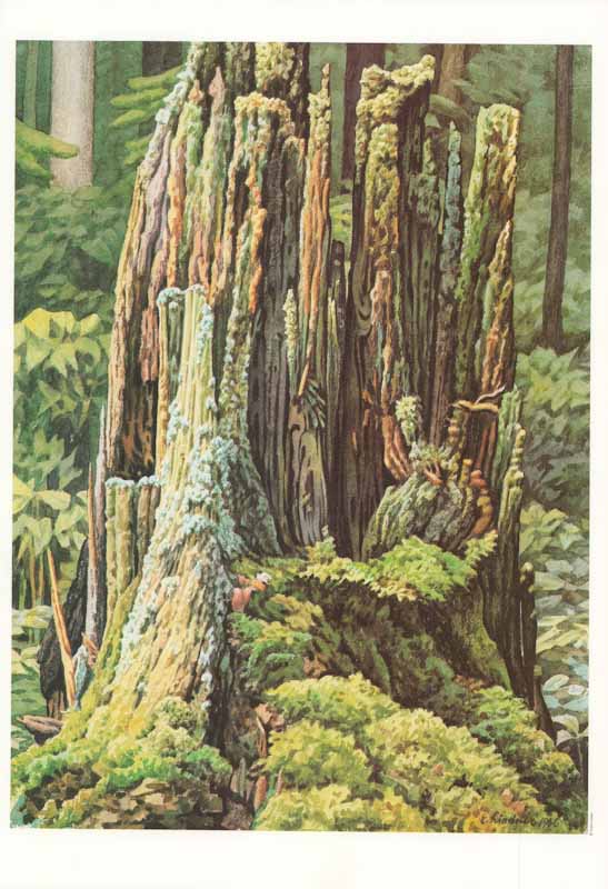 Skeleton of the Forest, 1966 by Ernest Lindner - 11 X 16 Inches (Art Print)