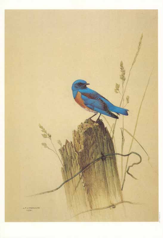 Western Bluebird, 1976 by J. Fenwick Lansdowne - 11 X 16 Inches (Art Print)