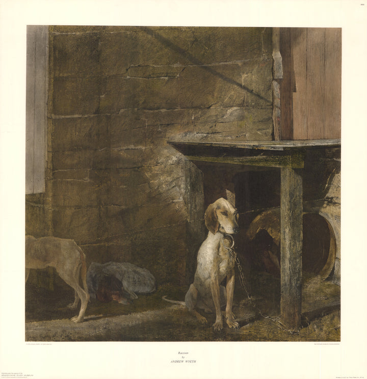 Raccoon 1958 by Andrew Wyeth - 33 X 34 Inches (Offset Lithograph)