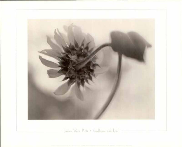 Sunflower And Leaf by James Ware Pitts - 16 X 20 Inches (Art Print)