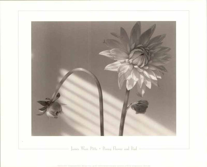 Peony Flower And Bud by James Ware Pitts - 16 X 20 Inches (Art Print)