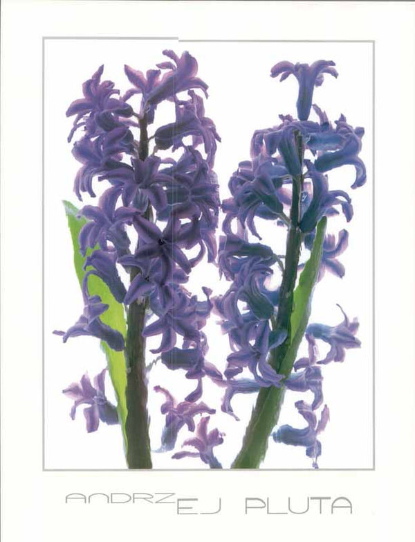Hyacinth by Andrzej Pluta - 16 X 20" (Art Print)