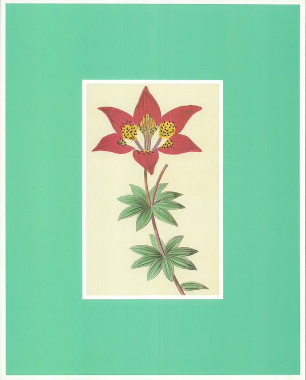Lily, 1828 - 10 X 12 Inches (Art Print)