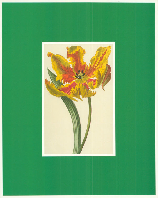 Tulip, 1828 - 10 X 12 Inches (Art Print)