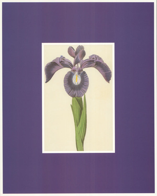 Iris, 1828 - 10 X 12 Inches (Art Print)